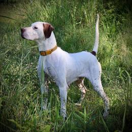Pointer All Grown Up from Ross Callaway