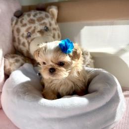 Daniel - Gold male Shih Tzu puppy in Frederick, Maryland from Shih Tzu Puppy in Maryland