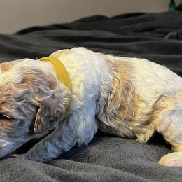 Goldendoodles from Onley Doodles