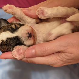 Havanese Puppies from Endearing Havanese