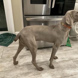Jasper - Weimaraner