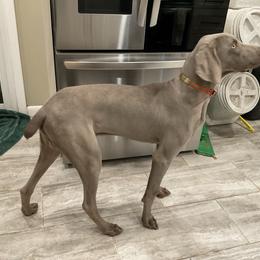 Jasper - Weimaraner