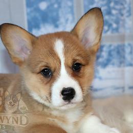 Pembroke Welsh Corgi Puppies from Northwynd Corgis