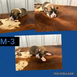 Boy 3 - Red male Pembroke Welsh Corgi puppy in Linden, Texas from W&W “lil” Wrangler Corgis