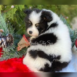 Pomsky Puppies from Under The Sea Pomskies