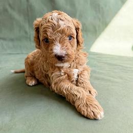Charming Happy - Apricot Parti Mini Goldendoodle - Parti male Goldendoodle puppy in Lancaster, California from Kid's Best Doodle