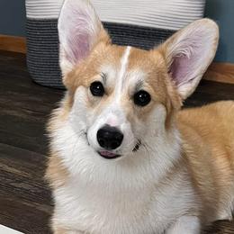 German Shepherds and Pembroke Welsh Corgis from Querencia German Shepherds and Corgis