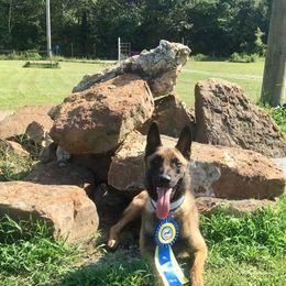 Belgian Malinois All Grown Up from Mally’s Malinois