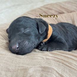 Sneezy - Black female Goldendoodle puppy in Windsor, Colorado from Sixth Day Kind