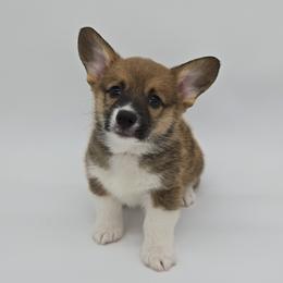 DJ(Monster) - Sable male Pembroke Welsh Corgi puppy in Dickeyville, Wisconsin from J&R Shepherds & Corgis