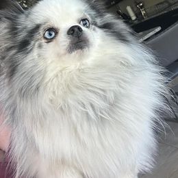 Fairypig - Pomeranian