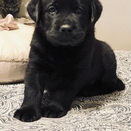 Labrador Retriever Puppies from Tuckwet Labradors