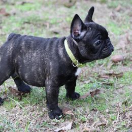 French Bulldog Puppies from Texas Top Notch Frechies