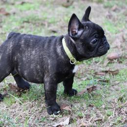 French Bulldog Puppies from Texas Top Notch Frechies