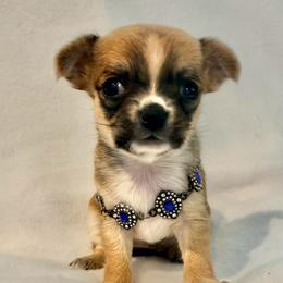 Billie - Black sabled fawn female Chihuahua puppy in Manchester, Connecticut from Sapphire Chihuahuas