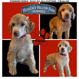 FREDA - Ella's Red Collar Girl - Apricot female Poodle puppy in Charlo, Montana from Heavenly Hilltop Farm