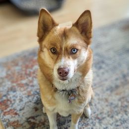 Daisy - Pomsky