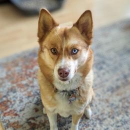 Daisy - Pomsky