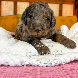 Sweetums - Merle female Goldendoodle puppy in Grove, Oklahoma from Guinn Family Farms