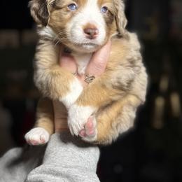 Guinness - Red merle male Toy Australian Shepherd puppy in Spokane Valley, Washington from Northern Roots Aussies