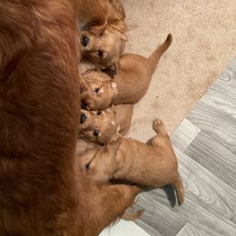 Golden Retriever Puppies from Up Beat Golden's