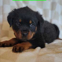 Green boy - Black and mahogany male Rottweiler puppy in Custer County, Oklahoma from Rough Creek Kennels