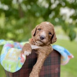 Labradoodle and Poodle Puppies from PawfectBud