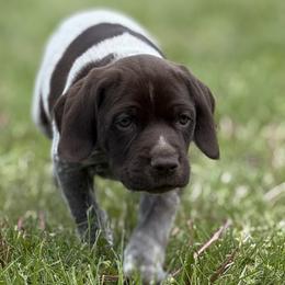 German Shorthaired Pointer Puppies from Upland Points Gun Dogs