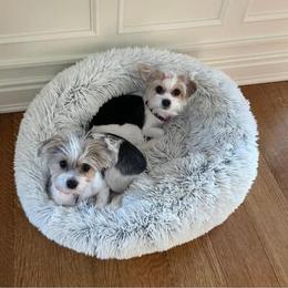 Dachshund, Mal-Shi, and Morkie All Grown Up from Woodpecker Ridge Pups