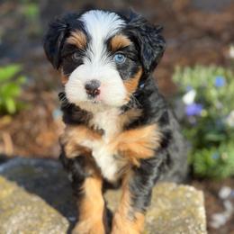 Cobalt - male Australian Mountain Doodle puppy in Henry, Illinois from Rowe Farms Doodles