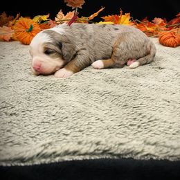 Autumn - Merle female Bernedoodle puppy in Idaho from Bernese By Barzees