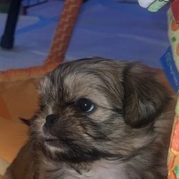 Red gold white and black - Sable male Shih Tzu puppy in Citrus Heights, California from The Lion dog Shih Tzu