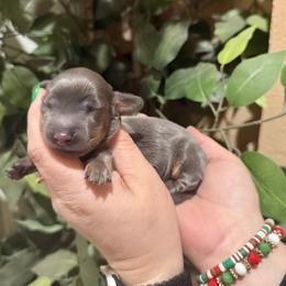 Boy 3 - Blue and cream male Dachshund puppy in Winter Haven, Florida from Davidson's Dachshunds