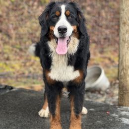 Ivy - Bernese Mountain Dog