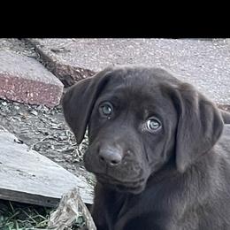 "Nellie’s pup " Labrador Retriever Puppies from Fetchmoore’s Labrador Retrievers