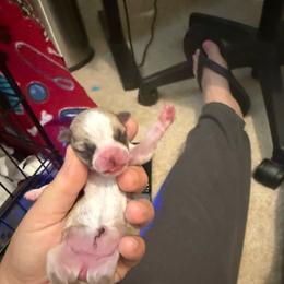 Avie - Black sabled fawn female Chihuahua puppy in Rocky Mount, Virginia from Teeny Chihuahuas