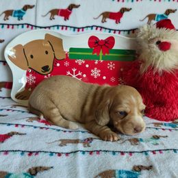 Puppy 3 - Cream female Dachshund puppy in Riverside, California from Saddle Up Dachshunds