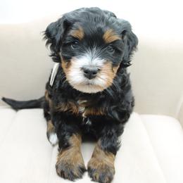 Kelsi - Tri-color female Bernedoodle puppy in Saratoga Springs, Utah from Saratoga Springs Doodles