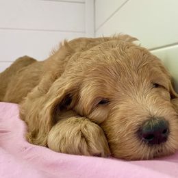 Goldendoodle Puppies from Honeydoodles