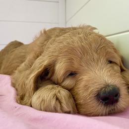 Goldendoodle Puppies from Honeydoodles