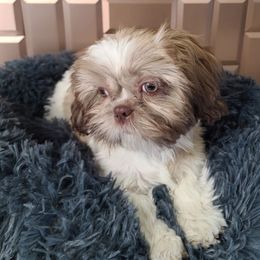 Girl 1 - Liver and white Shih Tzu puppy in Bishop, California from Shih Tzu G-ma