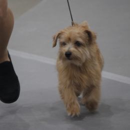 Norfolk Terriers and Pugs from Locklan Kennel