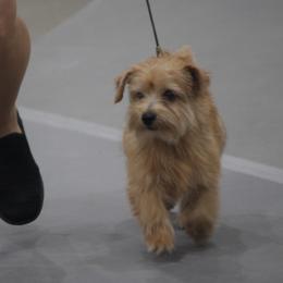 Norfolk Terriers and Pugs from Locklan Kennel