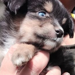 Toy Australian Shepherd Puppies from SLASH SEVEN Toy Aussies