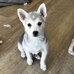 Freya (unavailable) - Gray and white female Alaskan Klee Kai puppy in North Las Vegas, Nevada from Kyrie's Alaskan Klee Kai