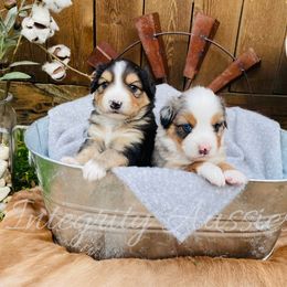 Miniature Australian Shepherd Puppies from Integrity Aussies Tx