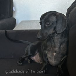 Dachshunds from Dachshunds of the Desert