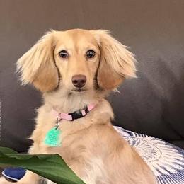 Poppy - Dachshund