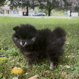 AKC Black and Tan Boy 7wks - Black and tan male Pomeranian puppy in Madison, Ohio from PawSitive Therapy Pomeranians