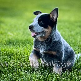 Australian Cattle Dog Puppies from Circle C Australian Cattle Dogs